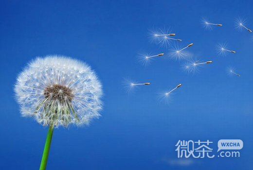 唯美蒲公英微信高清图片  微风轻拂