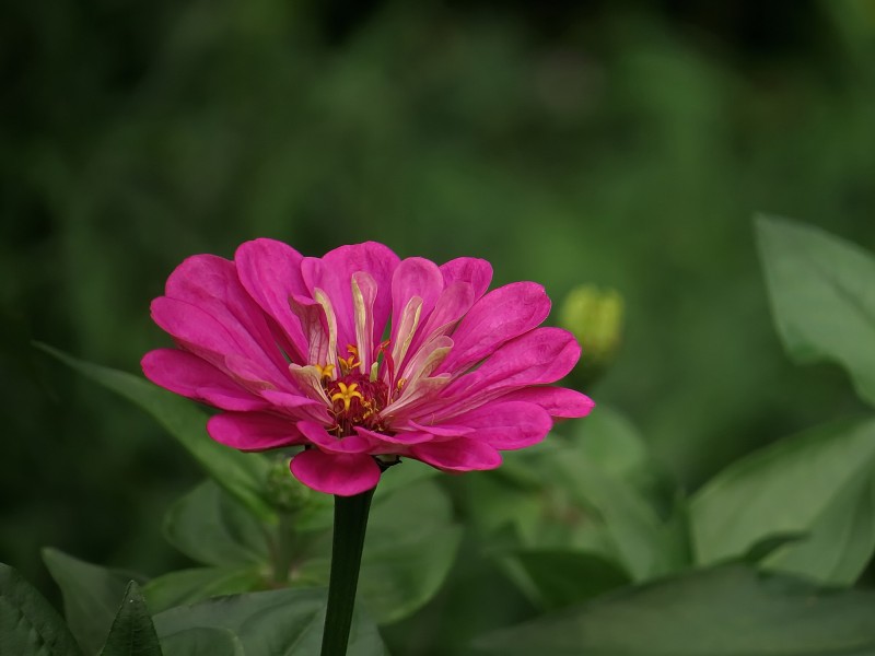 百日草花卉微信高清图片