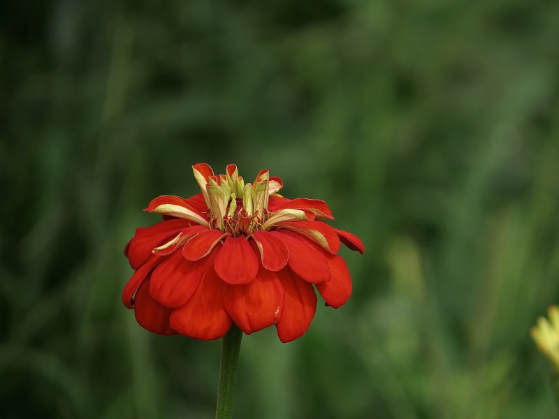 百日草花卉微信高清图片