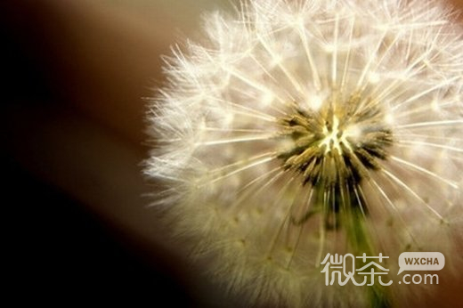 唯美蒲公英微信高清图片  微风轻拂