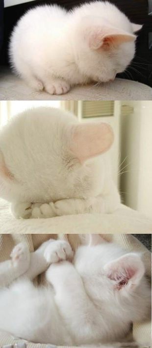 微信可爱头像喵星人