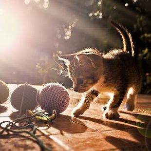 微信可爱头像喵星人