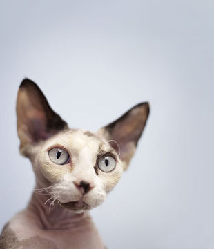 微信可爱头像喵星人