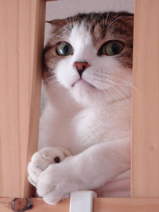 微信可爱头像喵星人