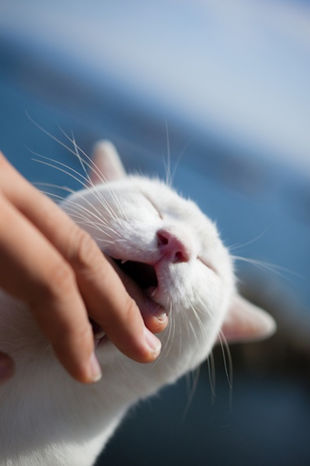 微信可爱头像喵星人