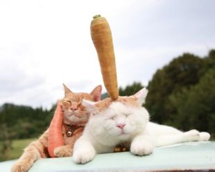 微信可爱头像喵星人