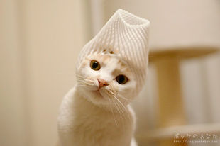 微信可爱头像喵星人