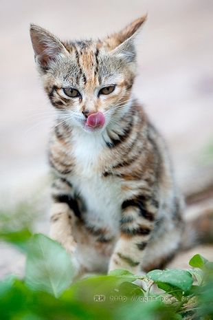 微信可爱头像喵星人