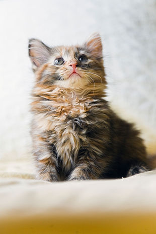 微信可爱头像喵星人