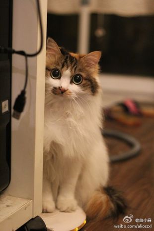 微信可爱头像喵星人