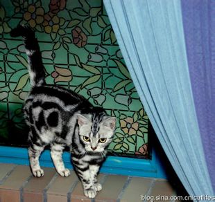 微信可爱头像喵星人