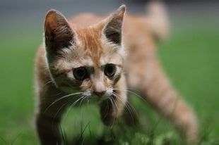 微信可爱头像喵星人