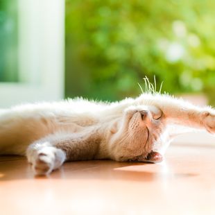 微信可爱头像喵星人