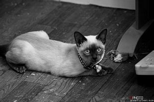 微信可爱头像喵星人