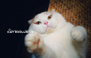 微信可爱头像喵星人