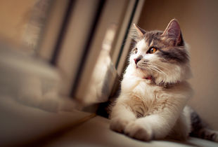 微信可爱头像喵星人