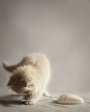 微信可爱头像喵星人