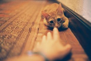 微信可爱头像喵星人