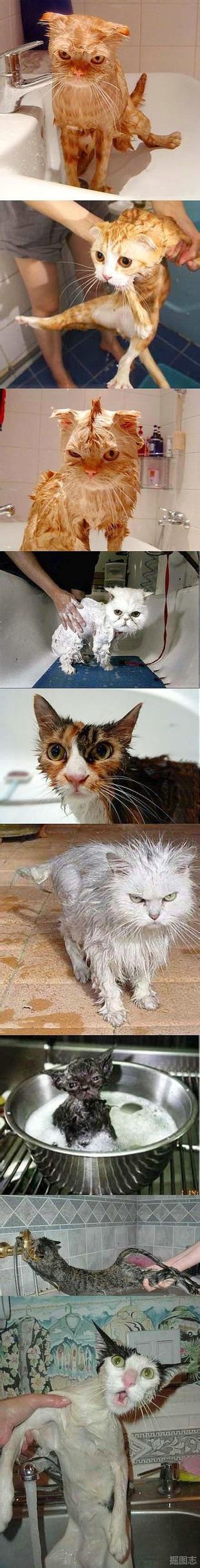 微信可爱头像喵星人