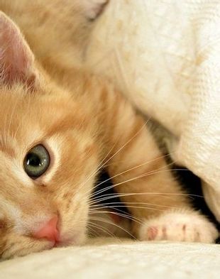 微信可爱头像喵星人