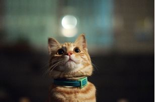 微信可爱头像喵星人