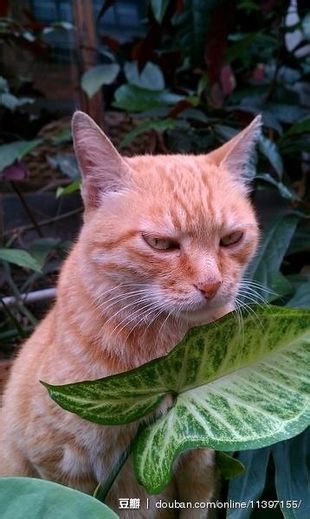 微信可爱头像喵星人