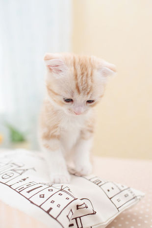 微信可爱头像喵星人