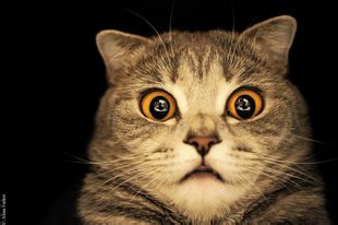 微信可爱头像喵星人