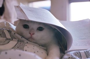 微信可爱头像喵星人