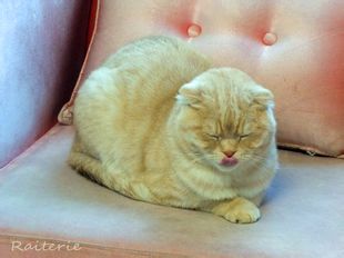 微信可爱头像喵星人