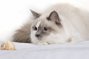 微信可爱头像喵星人