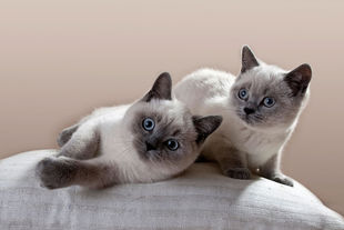 微信可爱头像喵星人