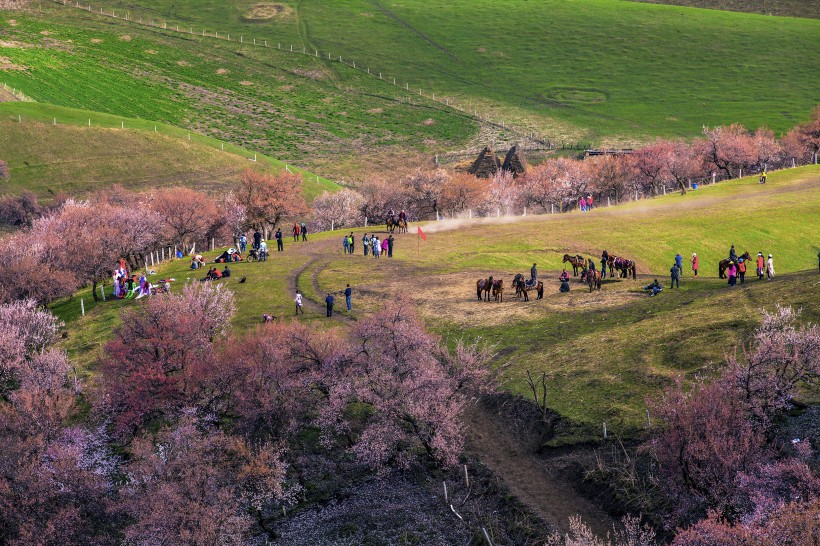 新疆新源野杏林风景微信高清图片