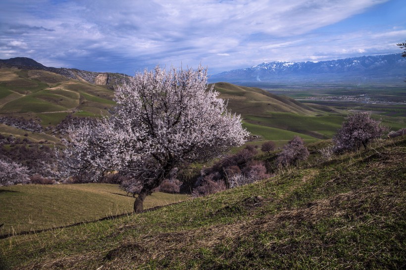 新疆新源野杏林风景微信高清图片