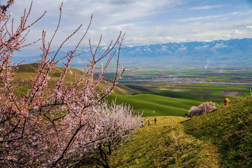 新疆新源野杏林风景微信高清图片