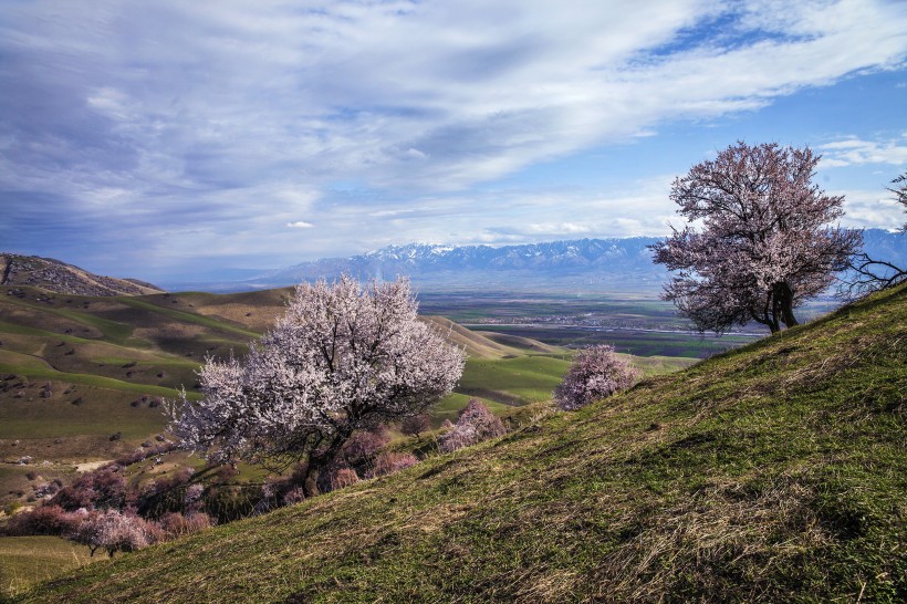 新疆新源野杏林风景微信高清图片