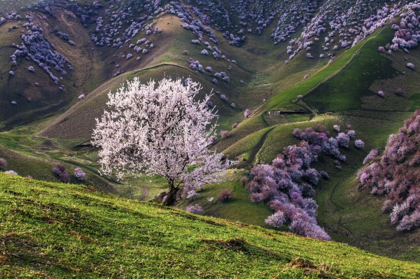 新疆新源野杏林风景微信高清图片