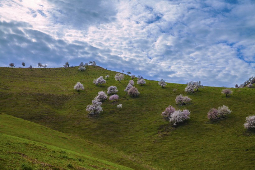 新疆新源野杏林风景微信高清图片