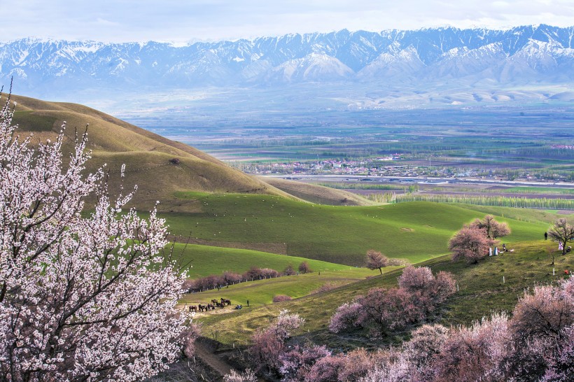 新疆新源野杏林风景微信高清图片