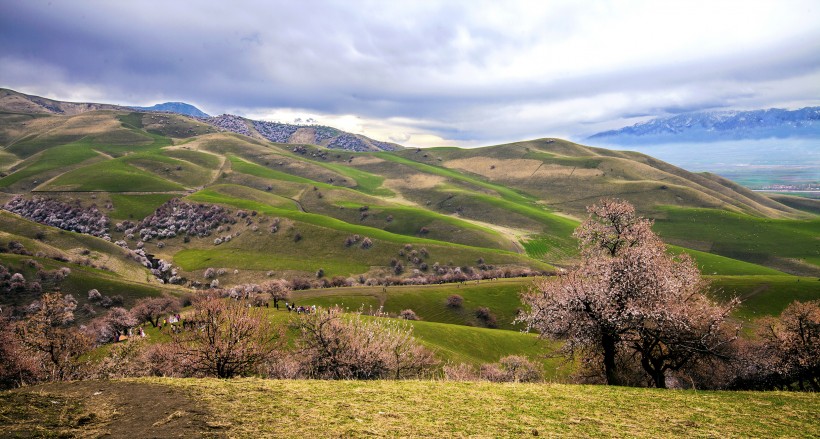 新疆新源野杏林风景微信高清图片