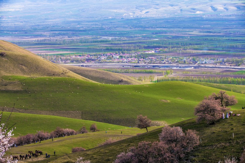 新疆新源野杏林风景微信高清图片