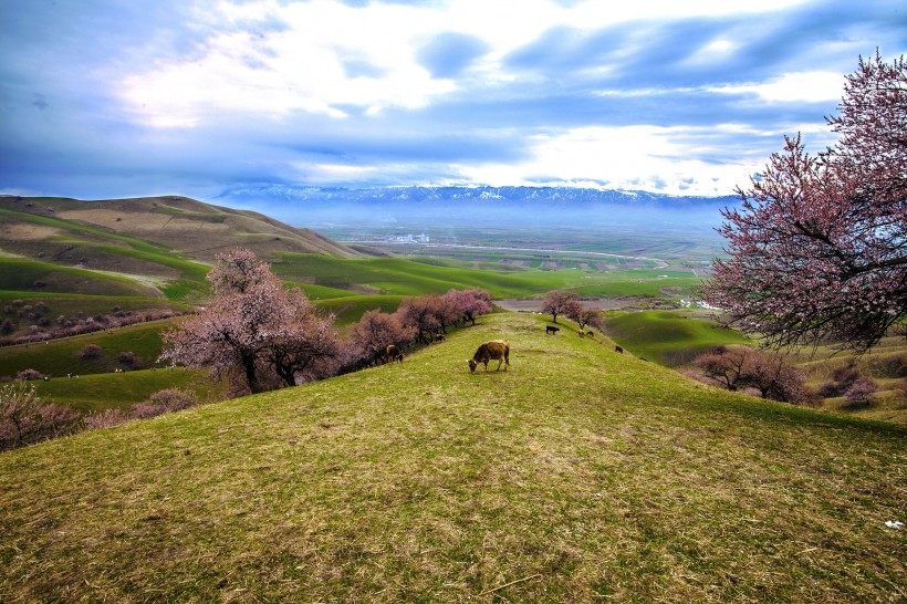 新疆新源野杏林风景微信高清图片