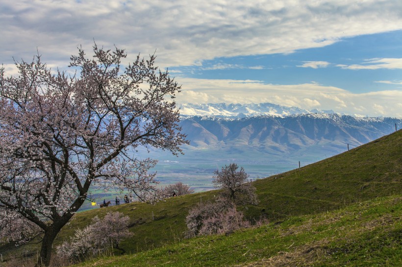 新疆新源野杏林风景微信高清图片