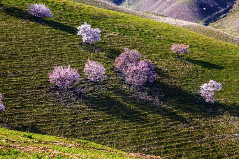 新疆新源野杏林风景微信高清图片