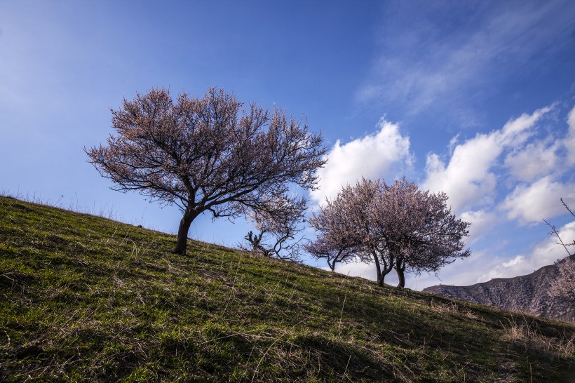 新疆新源野杏林风景微信高清图片