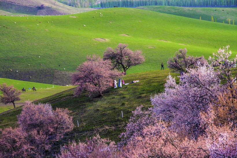 新疆新源野杏林风景微信高清图片