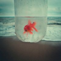 金鱼图片微信头像