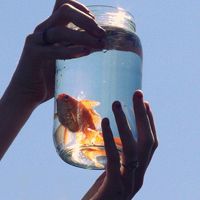 金鱼图片微信头像