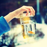 金鱼图片微信头像