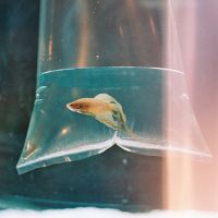 金鱼图片微信头像